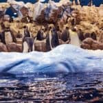 Group of Emperor penguins on an artificial environment the national zoo.