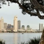 Old Tree Peeling Bark San Diego Downtown City Skyline