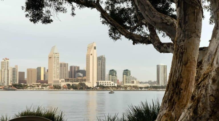 Old Tree Peeling Bark San Diego Downtown City Skyline