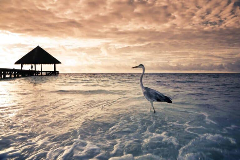 Tropical Beach In The Maldives